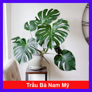 Trầu Bà Lá Xẻ - Trầu bà nam mỹ - Decor nội ngoại thất