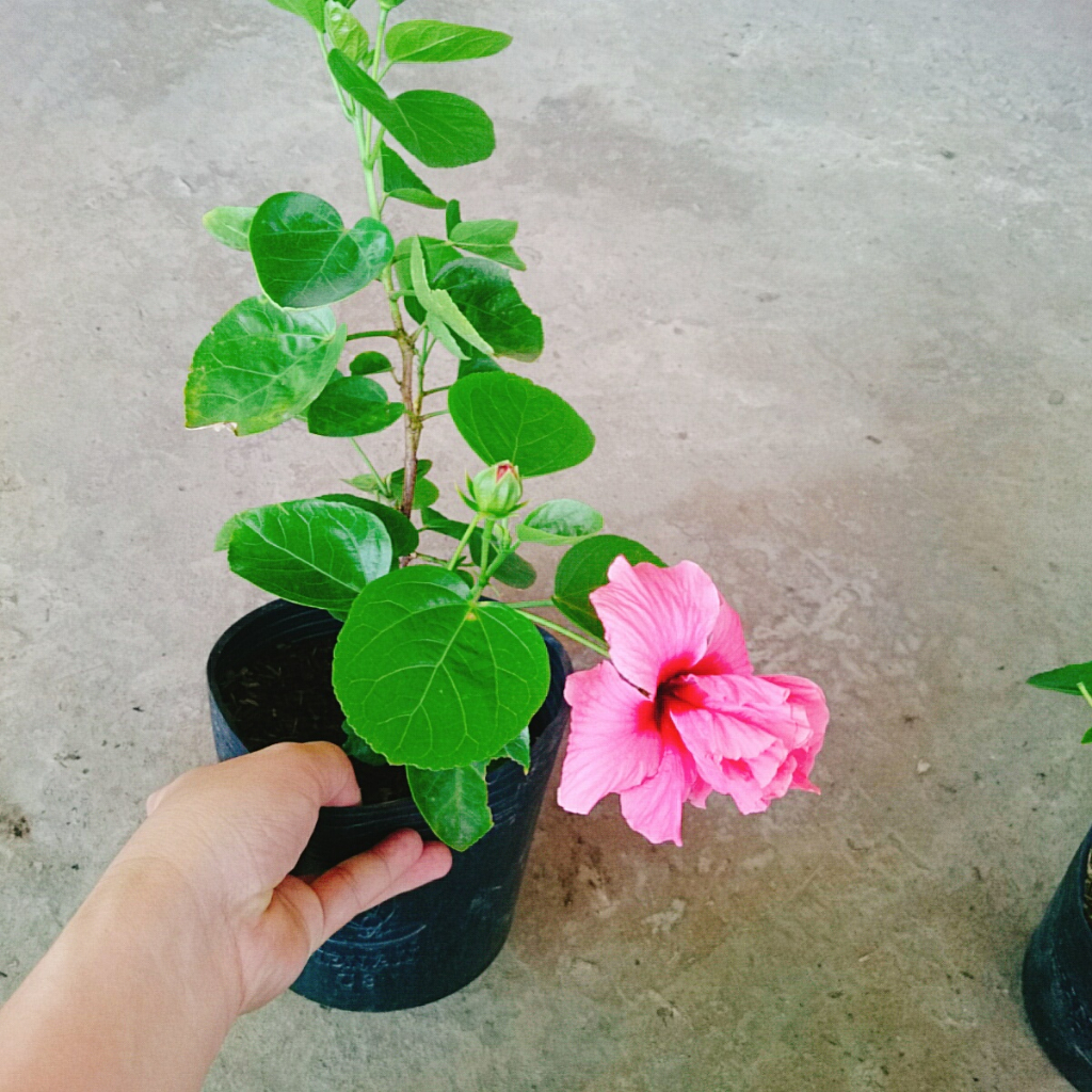 Cây Hoa Dâm Bụt Hồng - Cây trang trí sân vườn