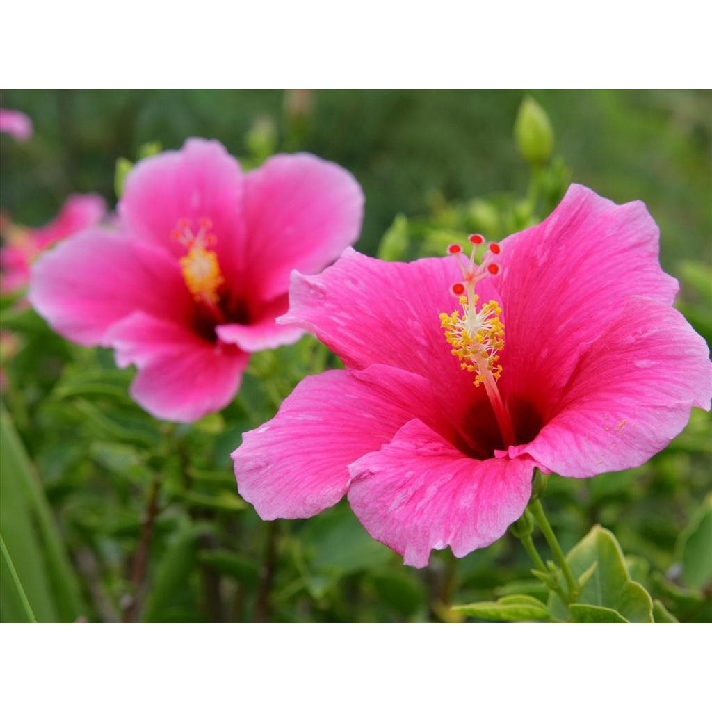 Cây Hoa Dâm Bụt Hồng - Cây trang trí sân vườn