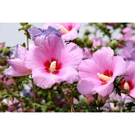 Cây Hoa Dâm Bụt Hồng - Cây trang trí sân vườn