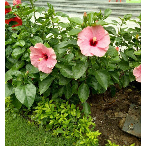 Cây Hoa Dâm Bụt Hồng - Cây trang trí sân vườn