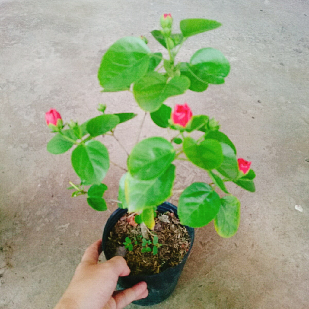 Cây Hoa Dâm Bụt Hồng - Cây trang trí sân vườn