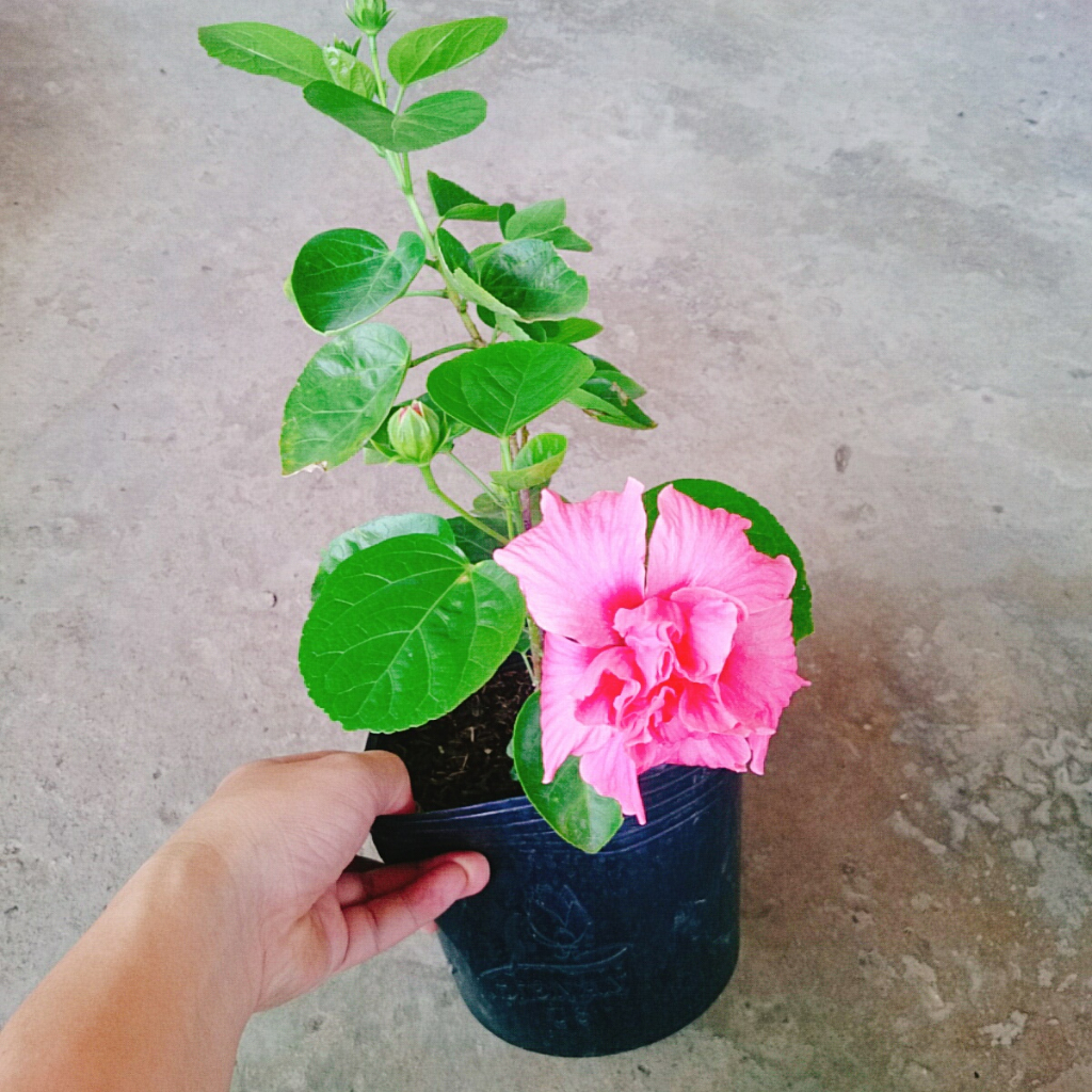 Cây Hoa Dâm Bụt Hồng - Cây trang trí sân vườn