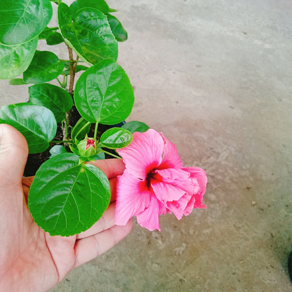 Cây Hoa Dâm Bụt Hồng - Cây trang trí sân vườn