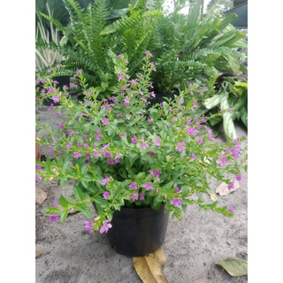 Cây Cẩm Tú Mai - Cây trang trí mini