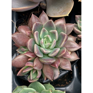 Sen đá hồng sao size bầu 6cm