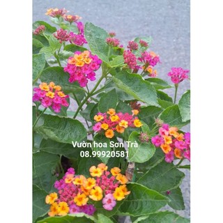 Cây hoa trâm ổi , hồng vàng, đang hoa.