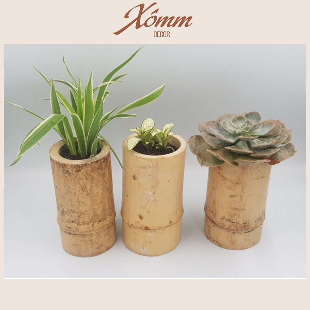 Chậu tre tự nhiên trồng cây, sen đá, tiểu cảnh , decor trang trí vintage, ống tre, khúc tre, cốc tre trồng cây