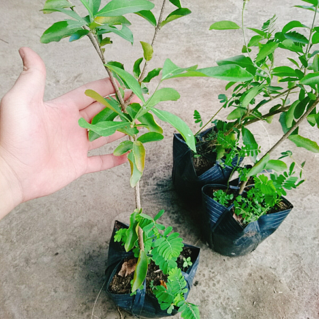 Cây sơ ri Thái ngọt - Sai quả - Cây ăn quả