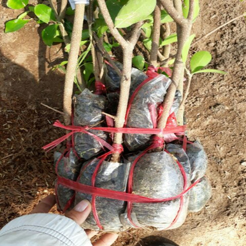 Cây sơ ri Thái ngọt - Sai quả - Cây ăn quả