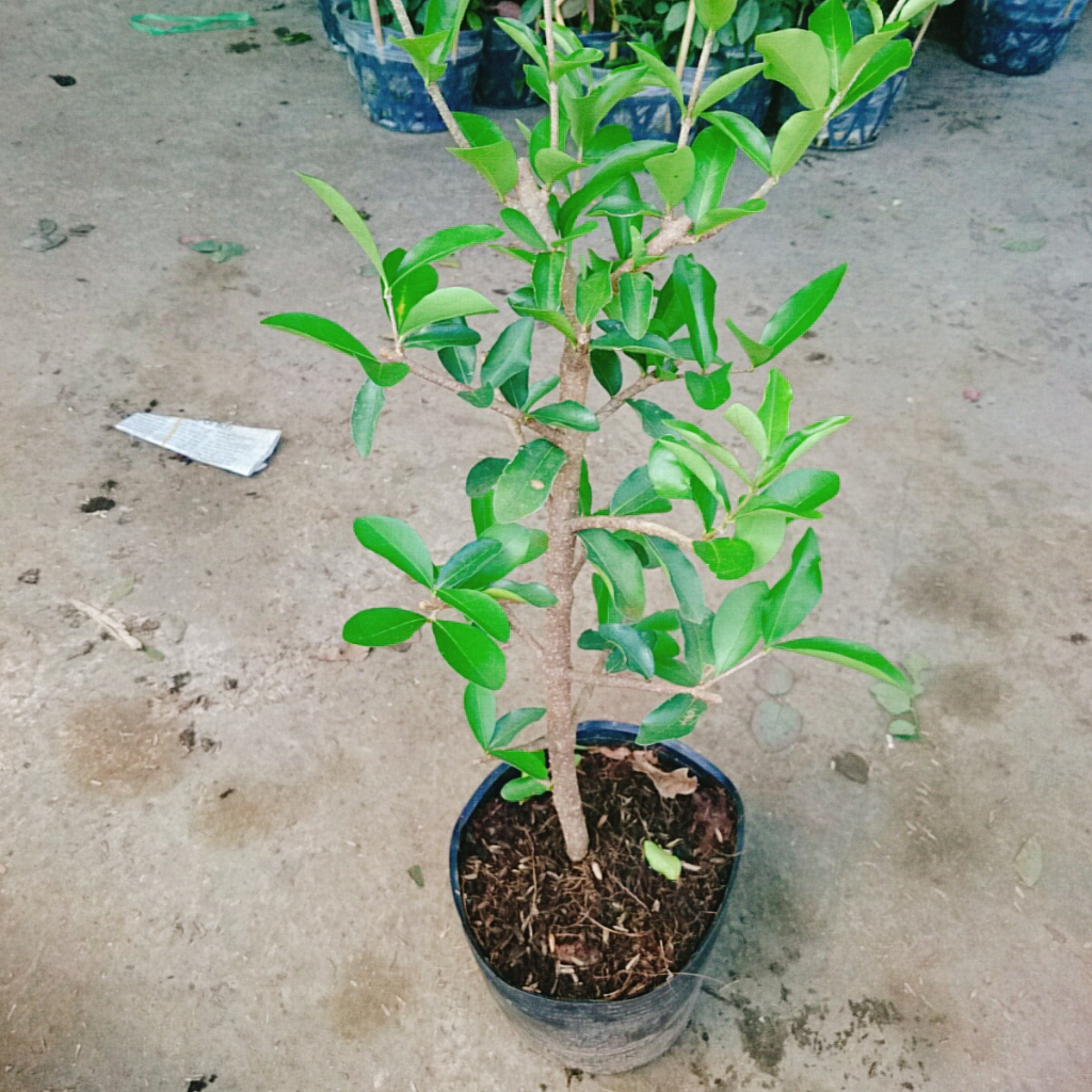 Cây sơ ri Thái ngọt - Sai quả - Cây ăn quả