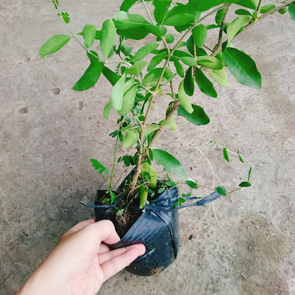 Cây sơ ri Thái ngọt - Sai quả - Cây ăn quả