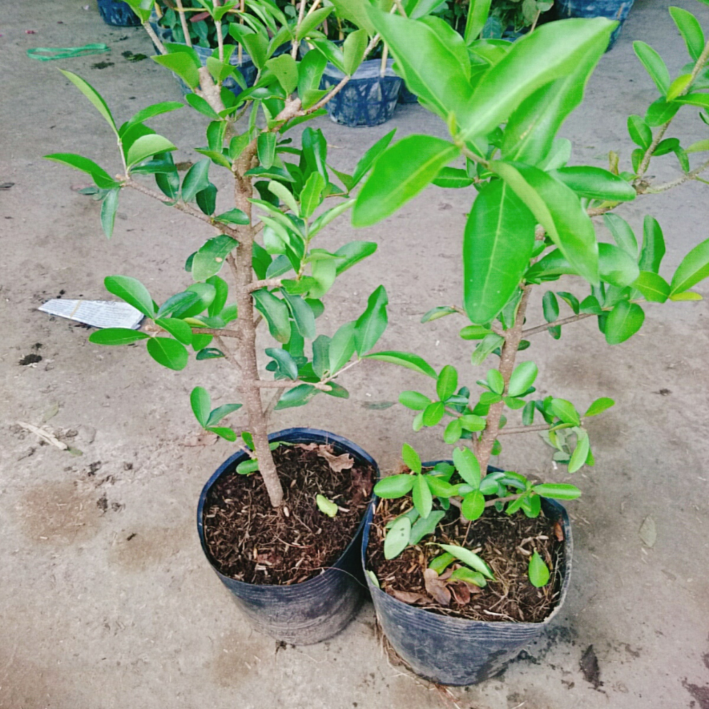 Cây sơ ri Thái ngọt - Sai quả - Cây ăn quả