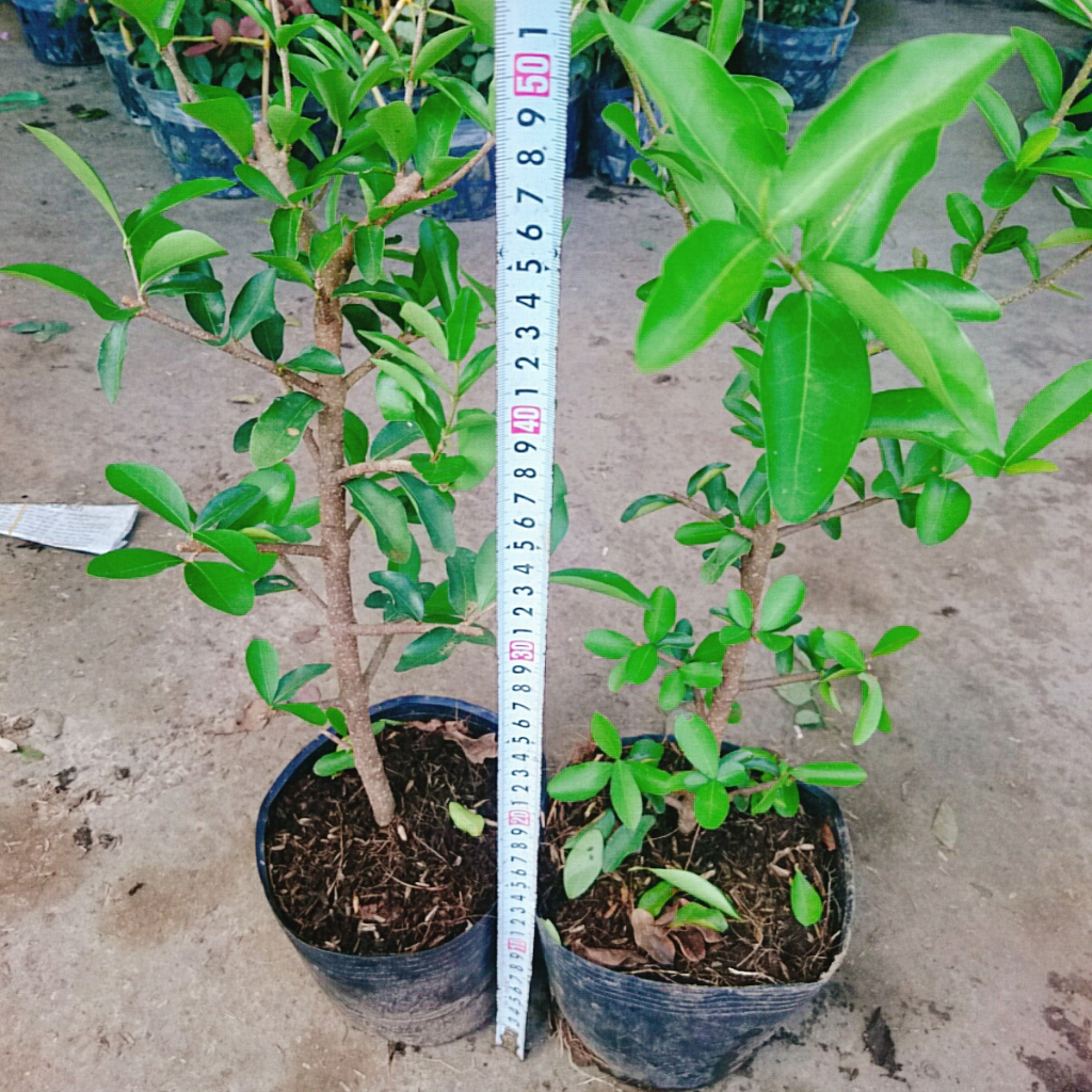 Cây sơ ri Thái ngọt - Sai quả - Cây ăn quả