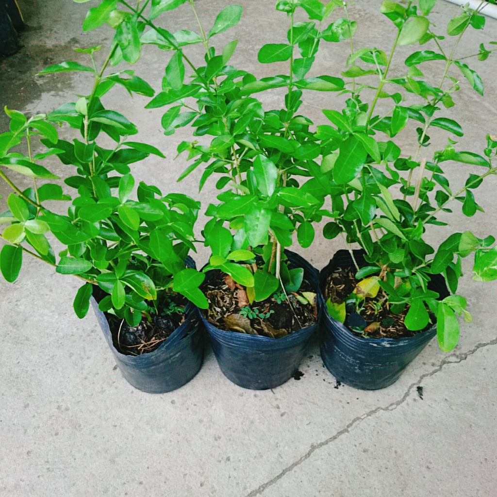 Cây sơ ri Thái ngọt - Sai quả - Cây ăn quả