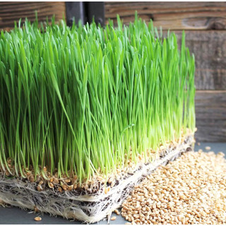 HẠT LÚA MỲ Đã Tách Vỏ Organic 1kg