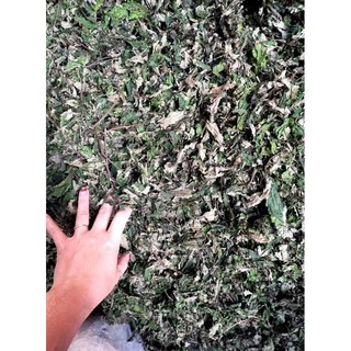 500g lá đắng (lá cơm kìa)