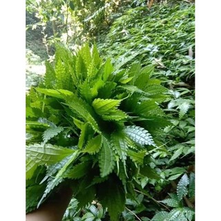 500g lá đắng (lá cơm kìa)
