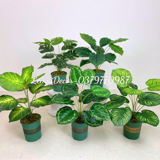 Cây giả - Cây trầu 12 lá, cao 60cm kèm chậu nhựa