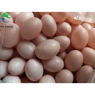 Trứng chim bồ câu giả - Trứng chim bồ câu hồng - Combo 10 quả