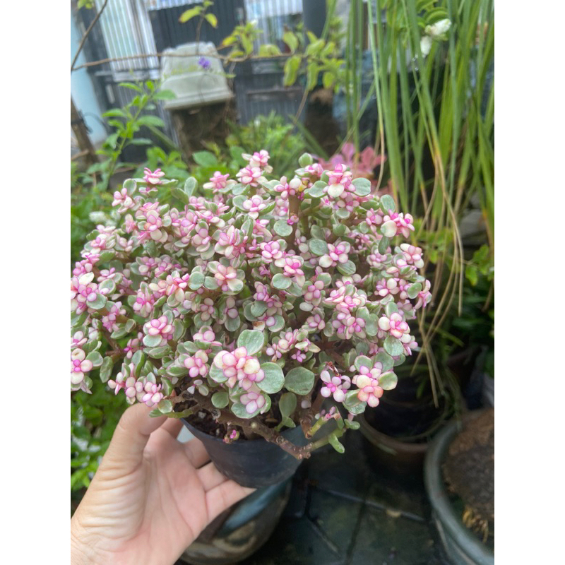 Sen dola chậu nhựa