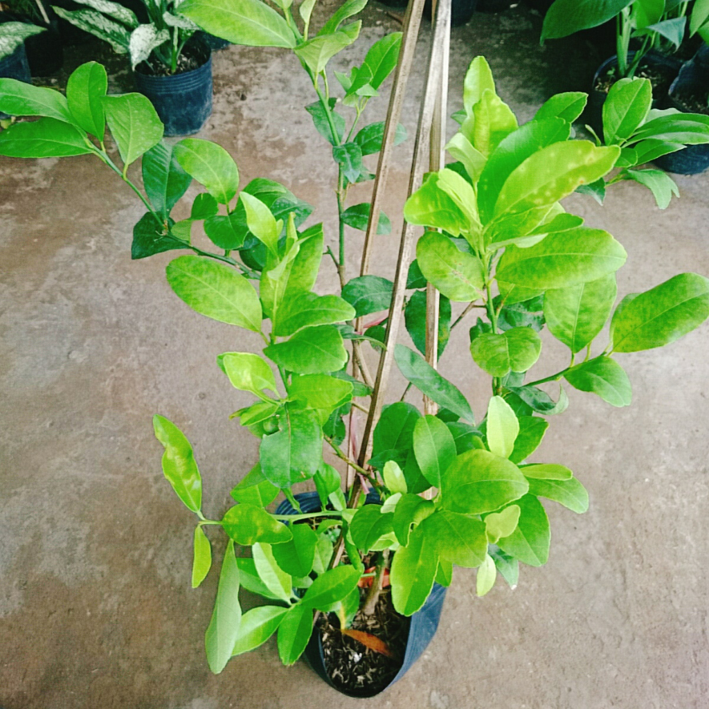 Cây chanh tứ quý - Cây cao 40-50cm