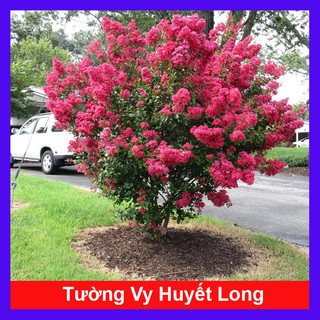 Cây tường vi huyết long - Cây kiểng sân vườn