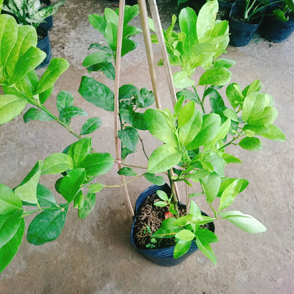 Cây chanh tứ quý - Cây cao 40-50cm