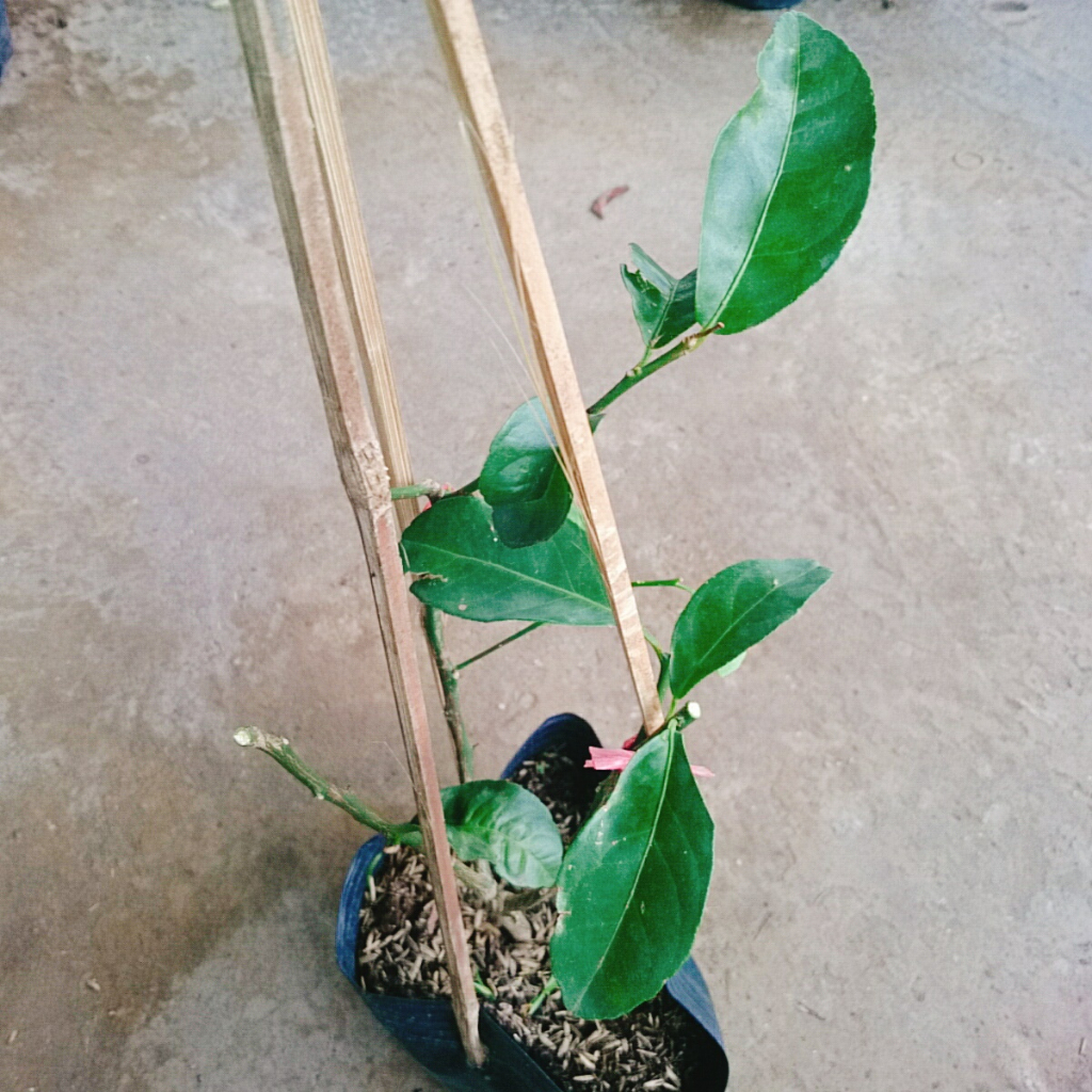 Cây chanh tứ quý - Cây cao 40-50cm