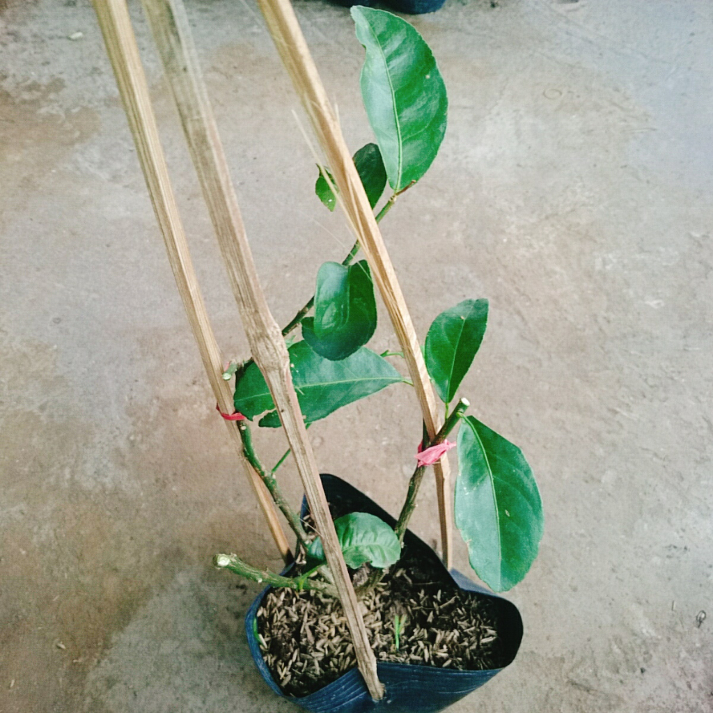 Cây chanh tứ quý - Cây cao 40-50cm