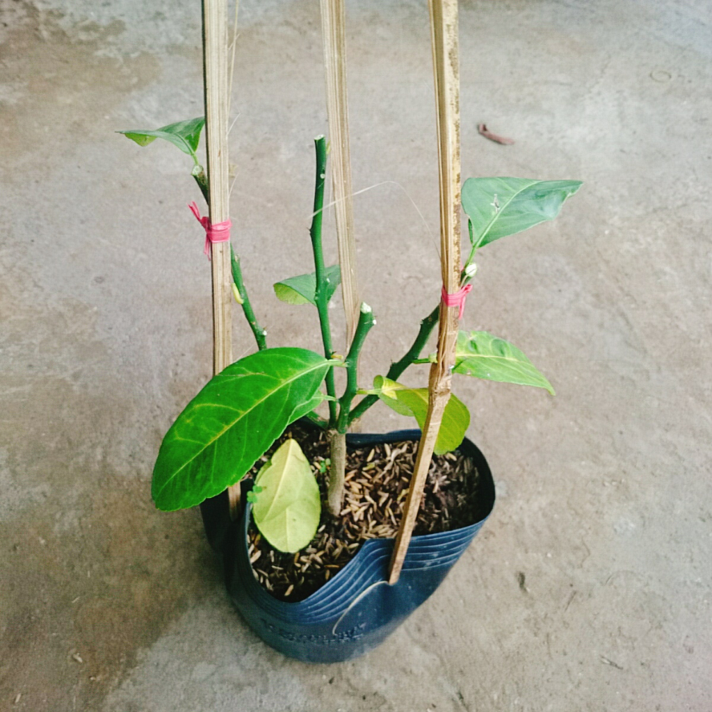 Cây chanh tứ quý - Cây cao 40-50cm