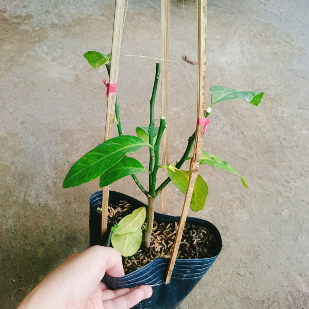 Cây chanh tứ quý - Cây cao 40-50cm