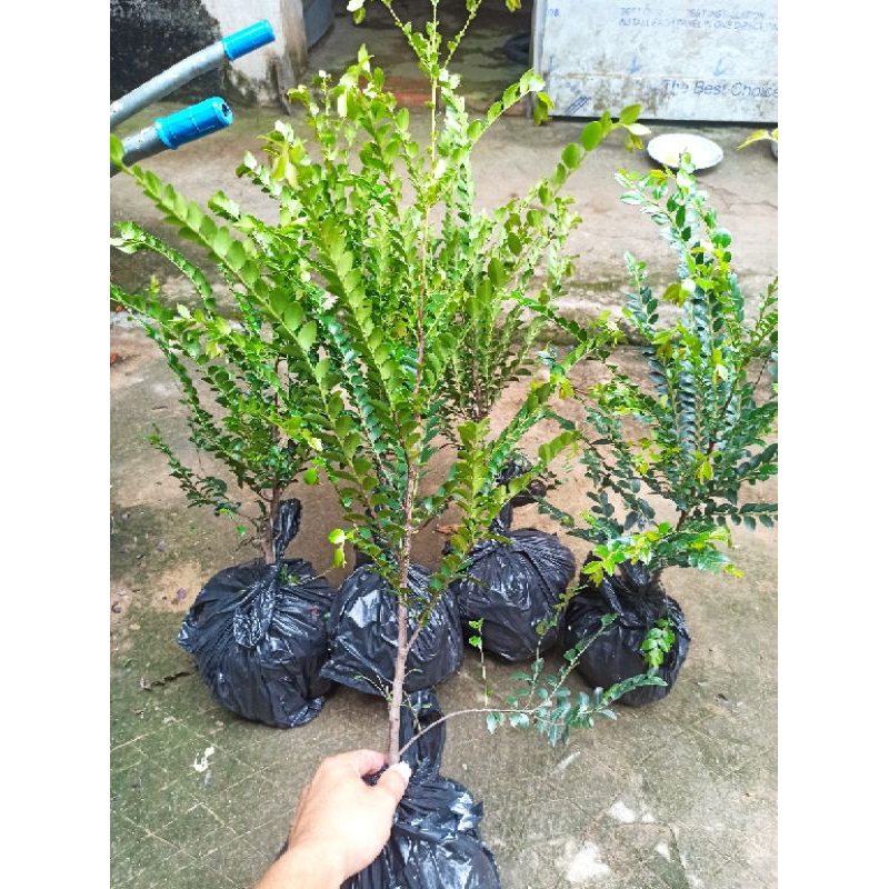 Cây tùng đen Quảng Ninh (tốt cho phong thủy)