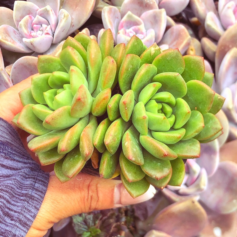 Siêu giảm giá sen đá mặt trời viền cam sz bầu 1 cây to mix 2 cây ngẫu nhiên