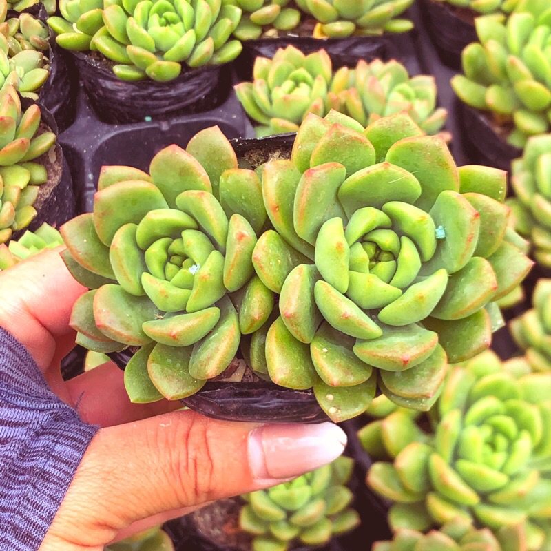 Siêu giảm giá sen đá mặt trời viền cam sz bầu 1 cây to mix 2 cây ngẫu nhiên