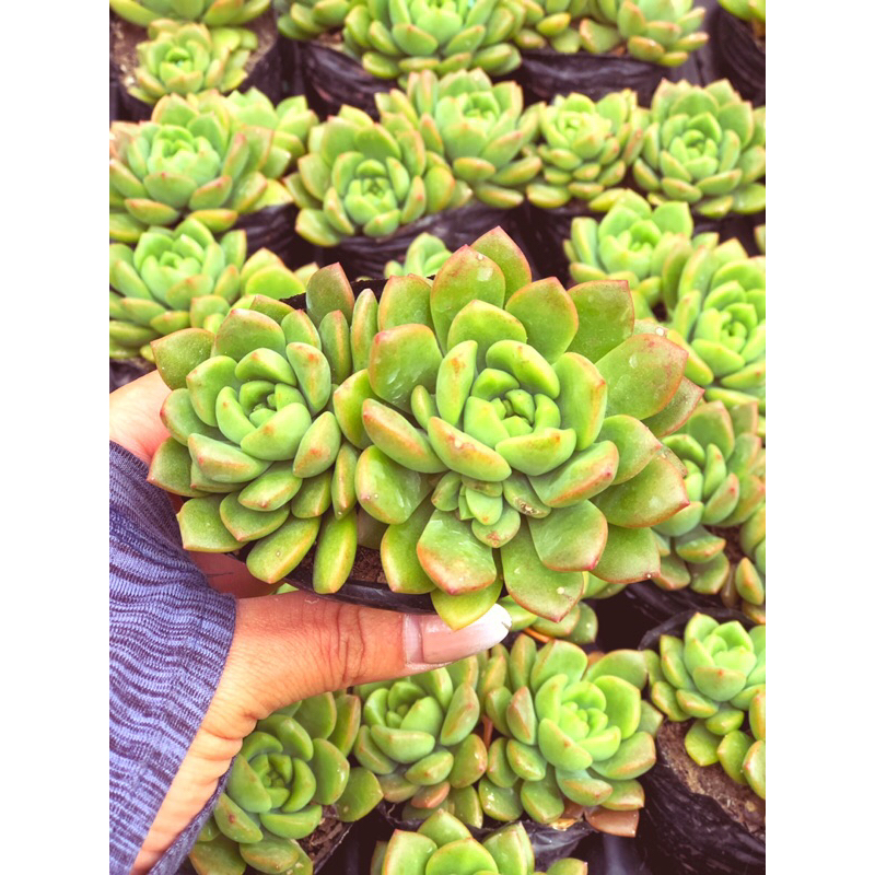 Siêu giảm giá sen đá mặt trời viền cam sz bầu 1 cây to mix 2 cây ngẫu nhiên