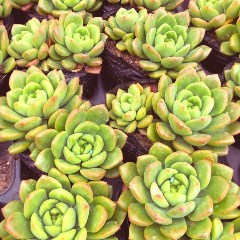 Siêu giảm giá sen đá mặt trời viền cam sz bầu 1 cây to mix 2 cây ngẫu nhiên