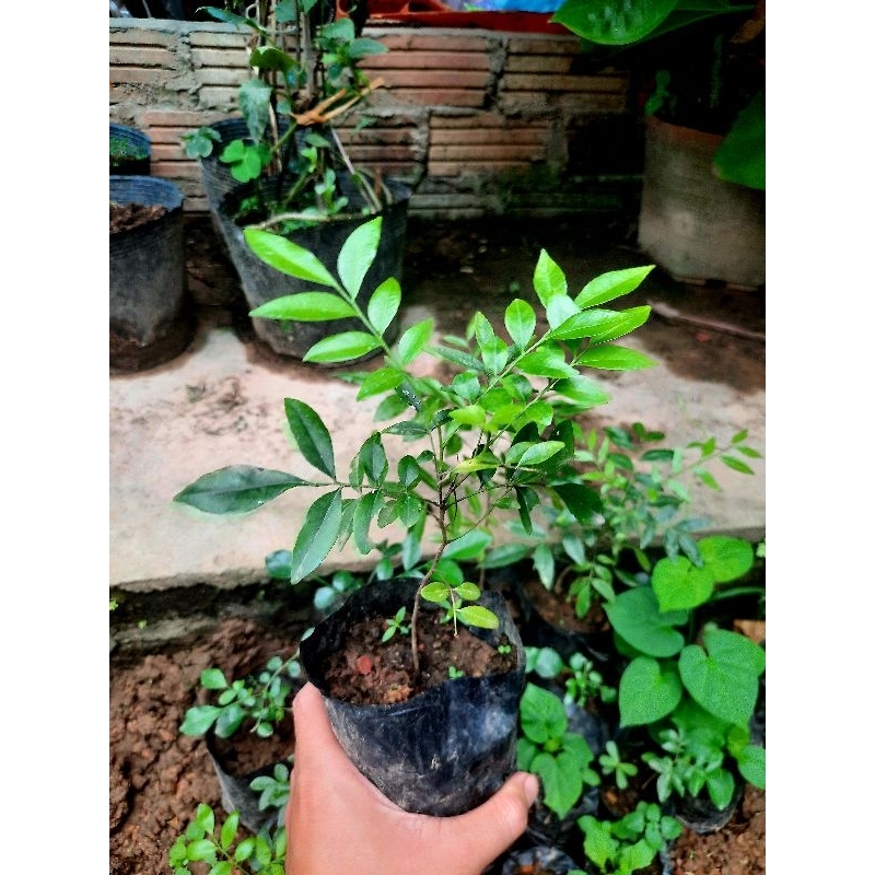 Cây mác mật giống (loại lá nhỏ thơm đậm)