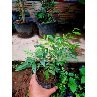 Cây mác mật giống (loại lá nhỏ thơm đậm)