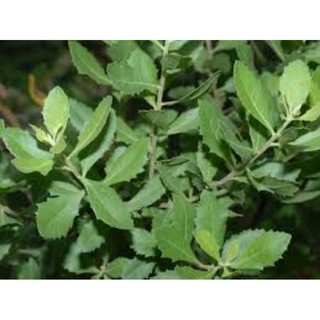 Cây giống Cúc Tần, Từ Bi, Đại Bi...