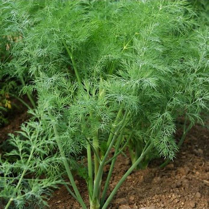 Hạt Giống Rau Thì Là Bốn Mùa( Gói 10Gram) - Sinh Trưởng Nhanh, Ra Nhiều Lá,Năng Suất Cao.