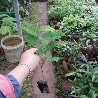 Cây cam thảo dây chuẩn giống
