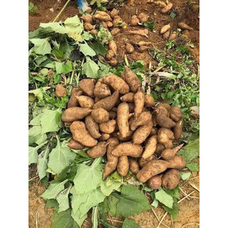 khoai sâm đất ( 1kí )