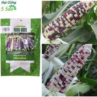 Hạt giống bắp nếp cẩm hồng 5gr
