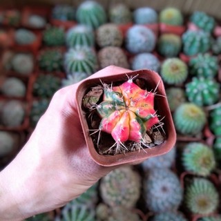 Xương rồng gym lem size 4-5cm 🌵 hư 1 đổi 1