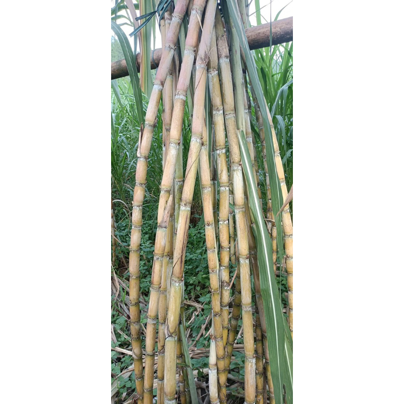 Mía tươi siêu ngọt 1kg