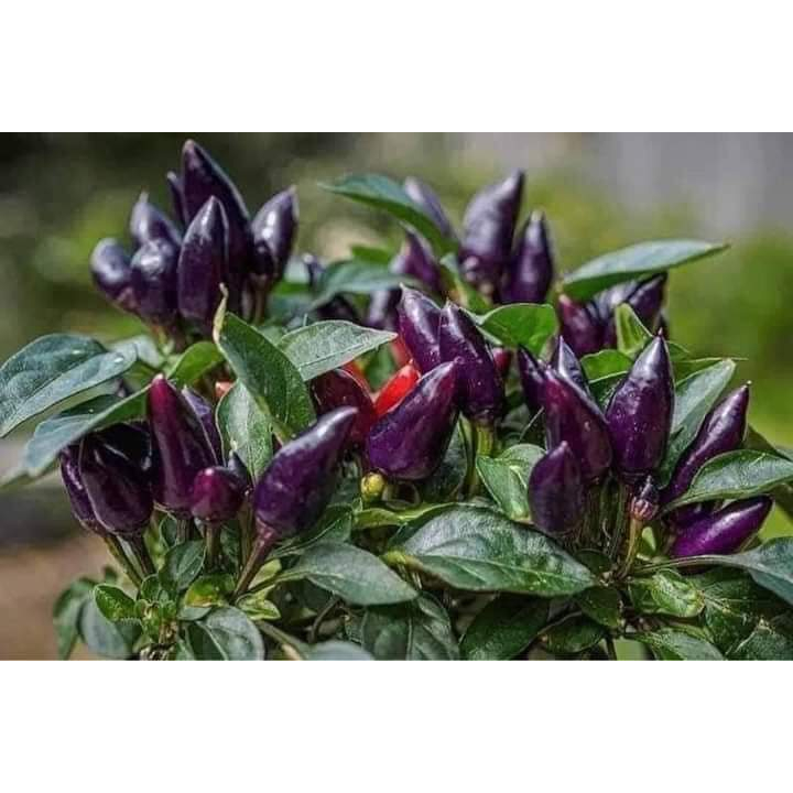 Hạt giống ớt tím F1 siêu cay
