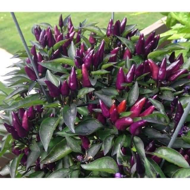 Hạt giống ớt tím F1 siêu cay