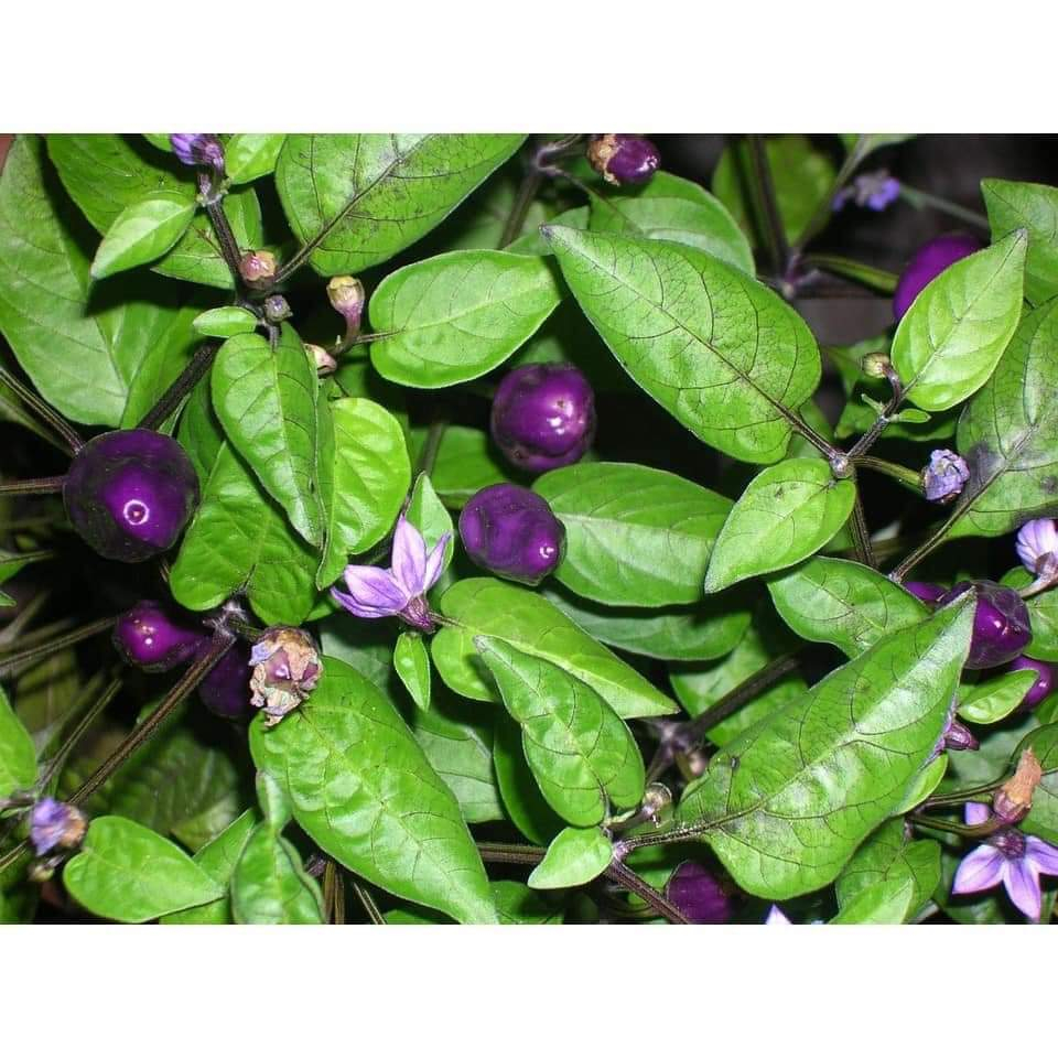 Hạt giống ớt tím F1 siêu cay