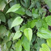 Cây thuốc nam bách bộ chuẩn giống